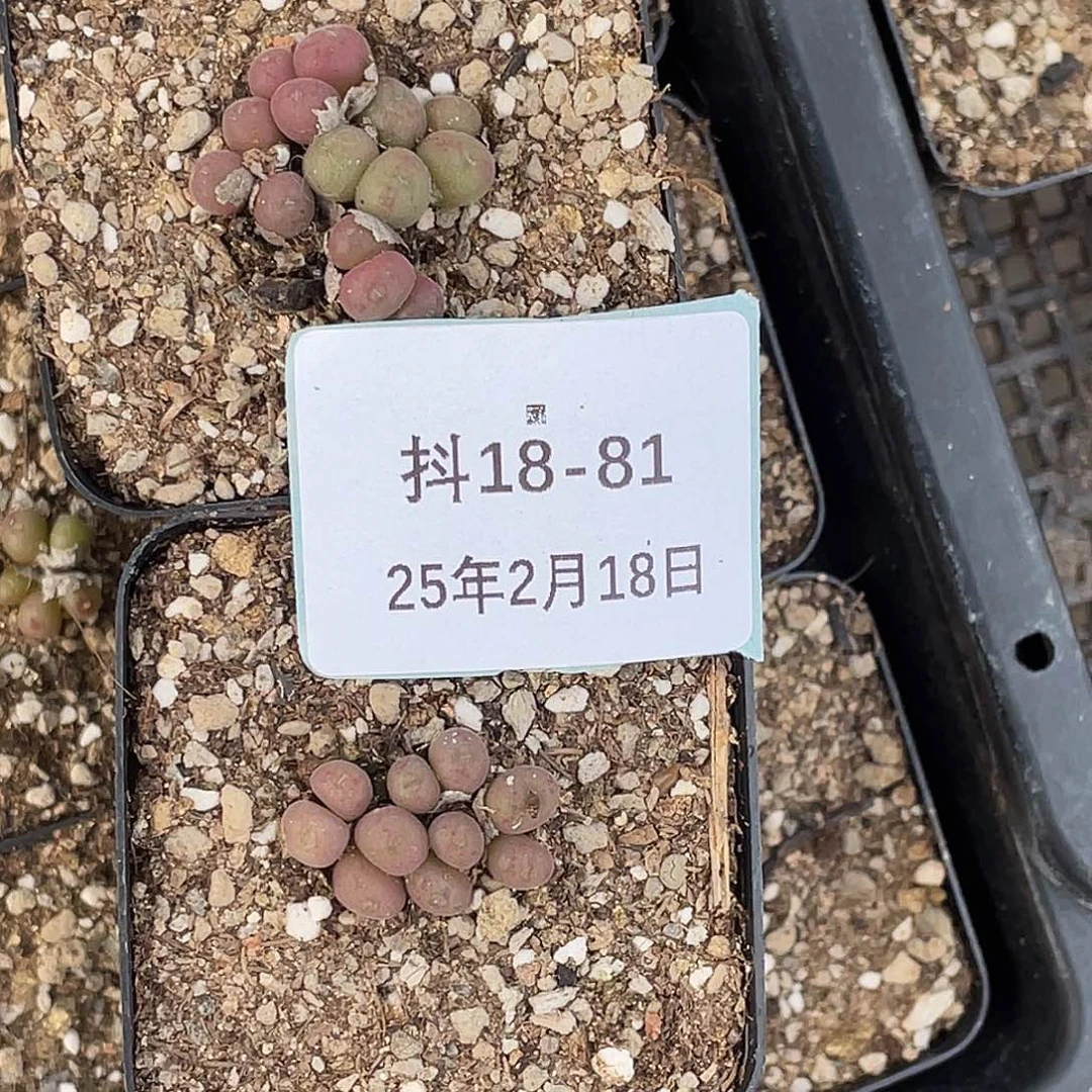 ?****y18-81肉锥多肉植物