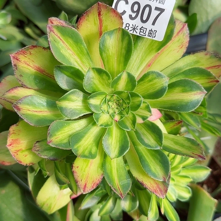 多肉法师知否朵朵