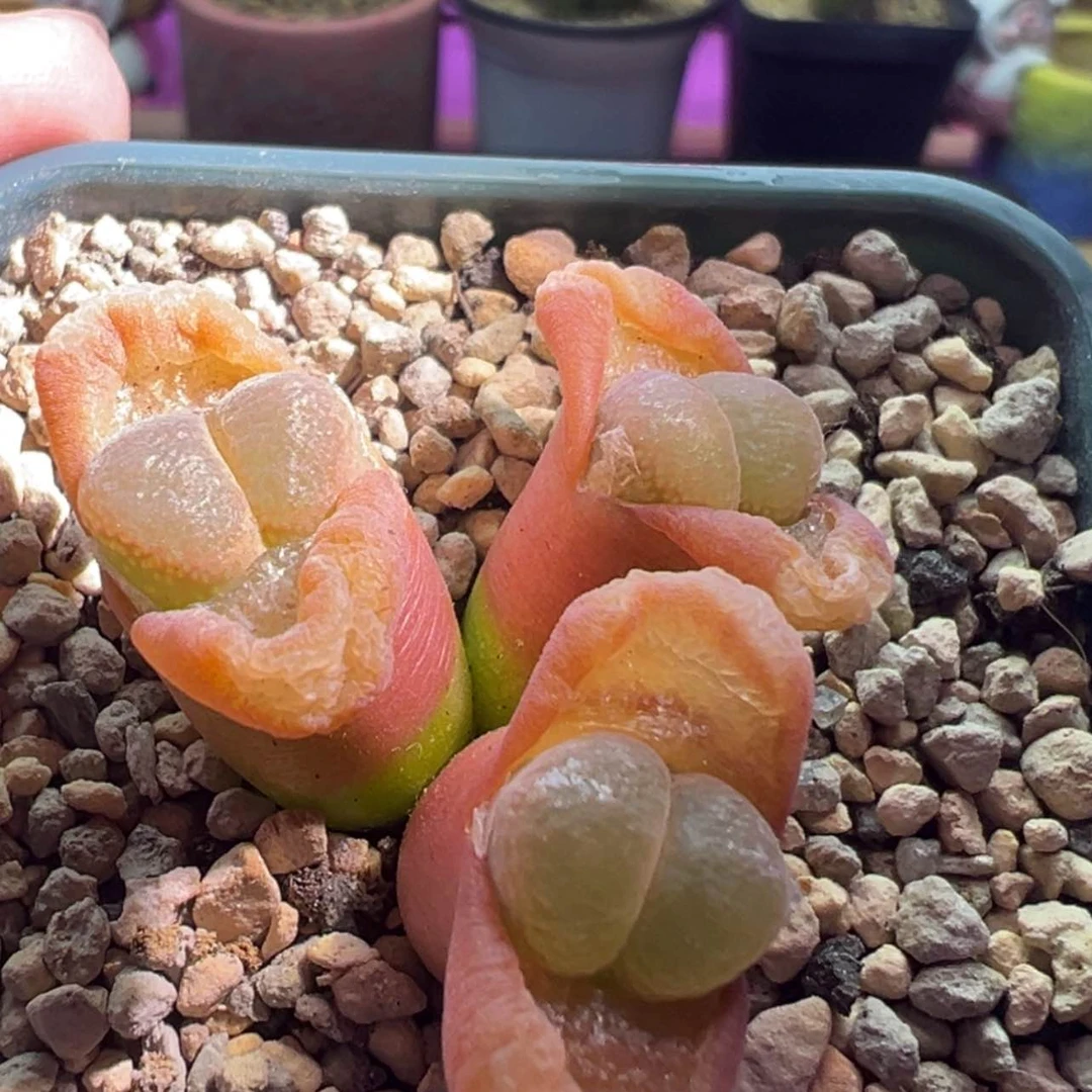 【闪购商品】薇*感谢琳琳