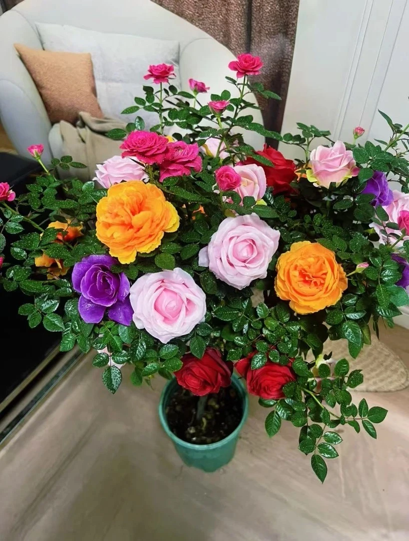 80 - 1米高多色棒棒糖月季带花带花苞庭院美观好养带花盆