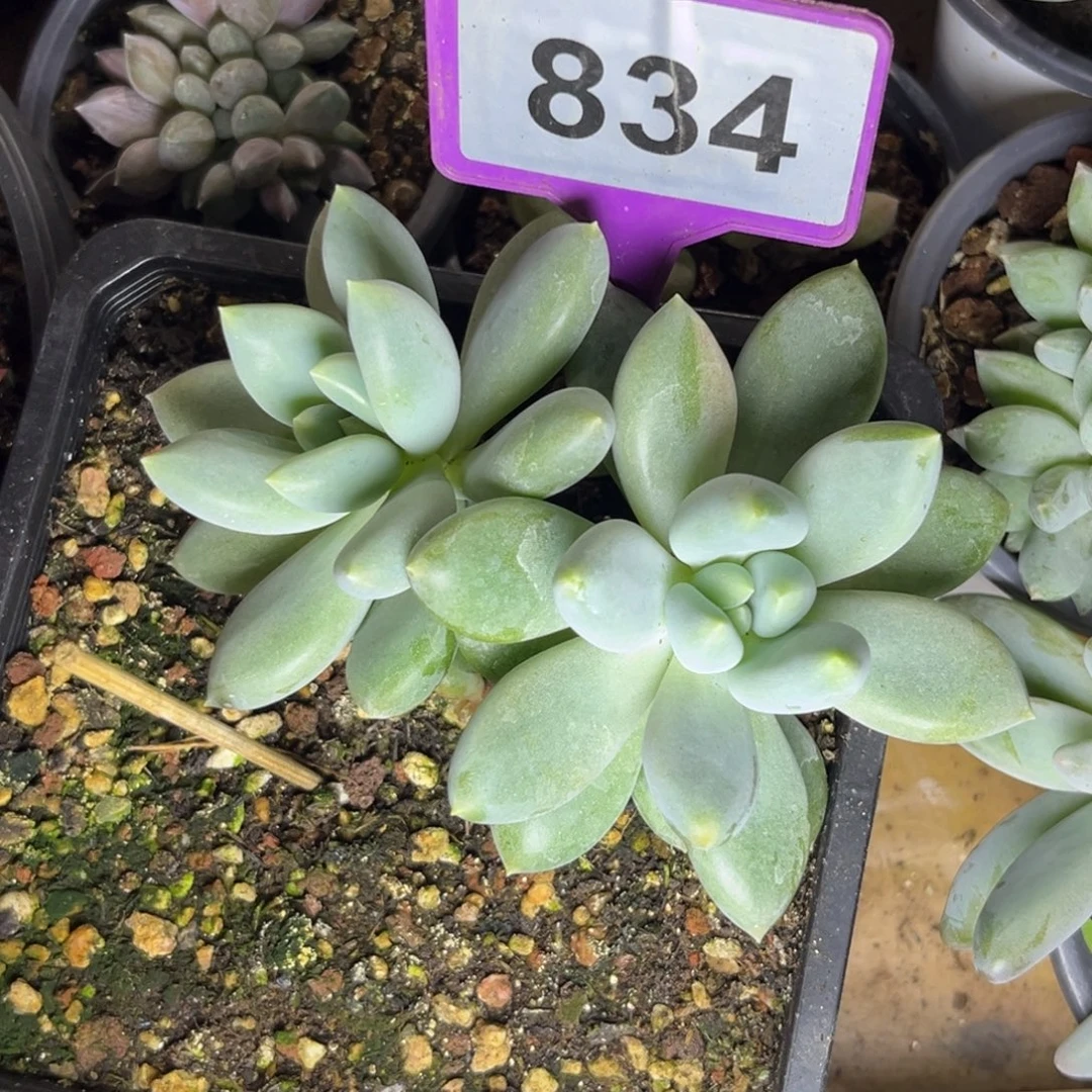 超胖体哥特一物一拍834