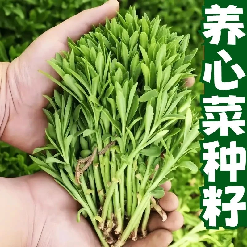 【满5包包邮】养心菜种子四季播种高钙救心菜菜种籽高产养心菜种孑