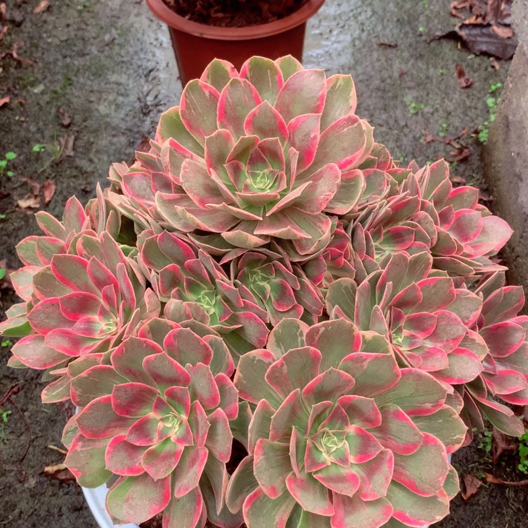 浣纱捧花，多肉植物