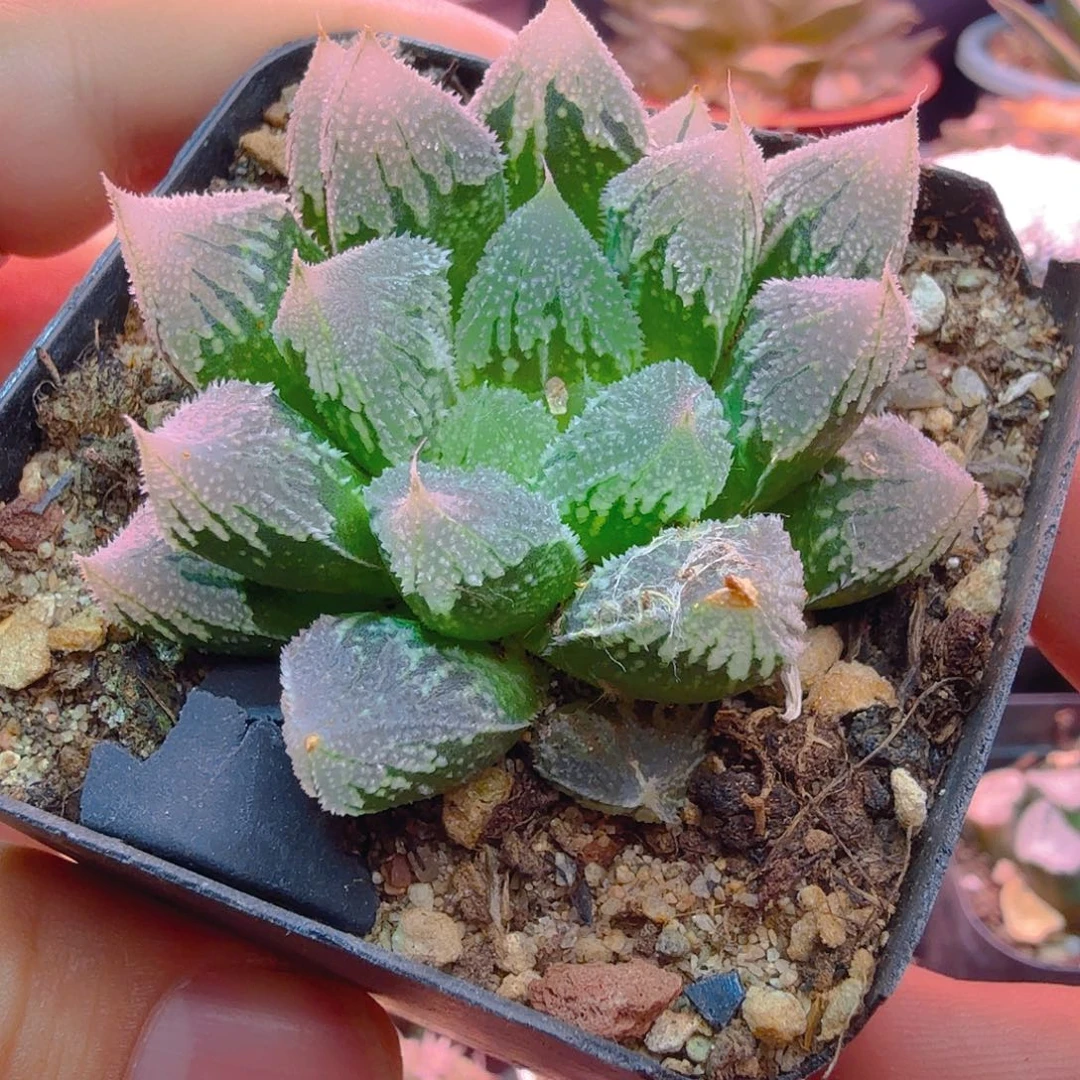 白帝城经典老铭品多肉植物