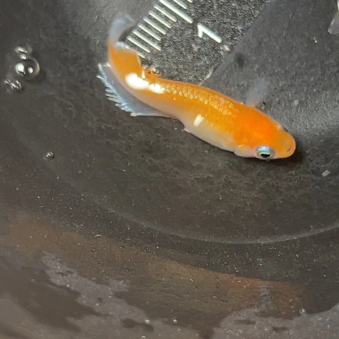 海水林血赤壁一组27