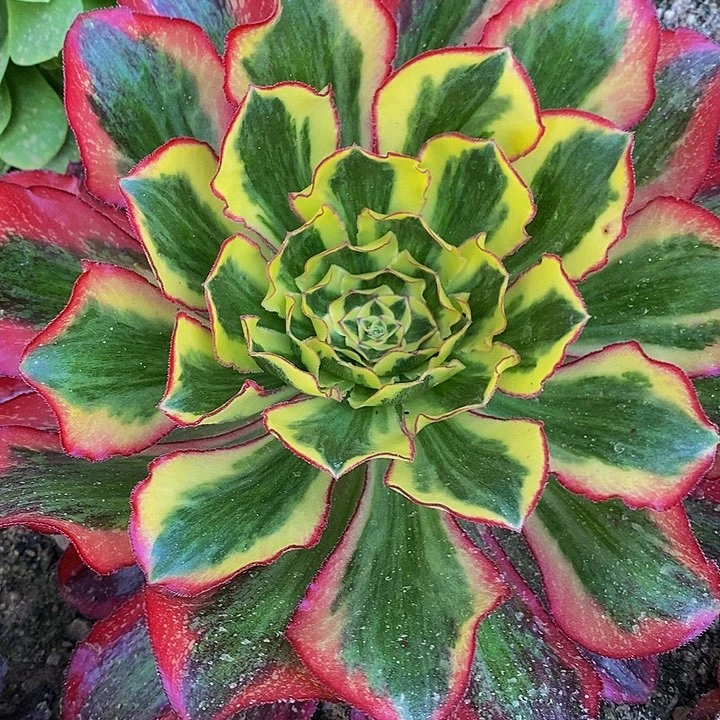 多肉植物保护研究所