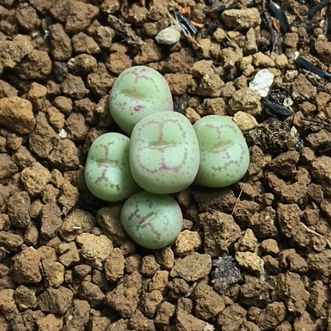 多肉肉锥 白花猴脸