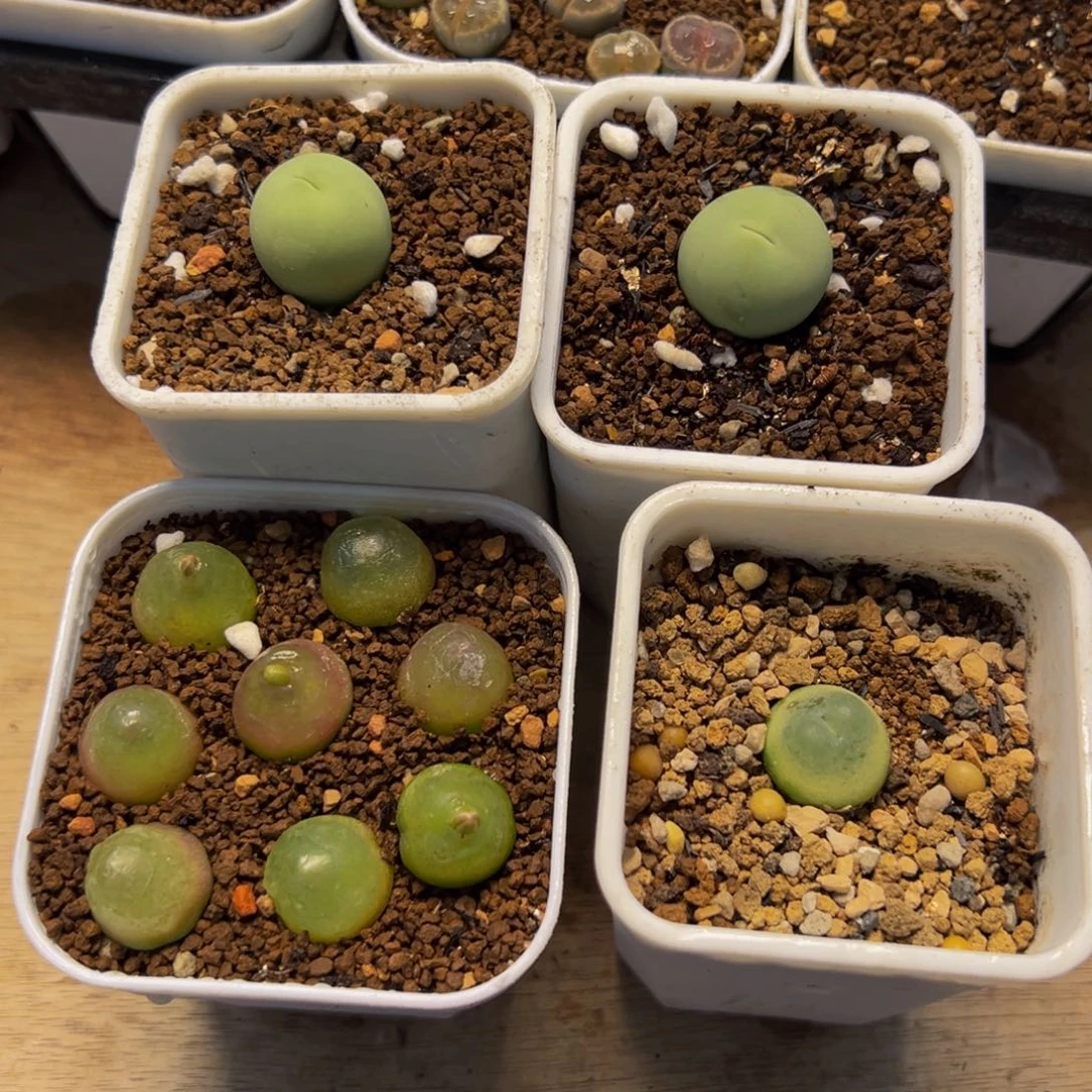 452多肉植物种类多样