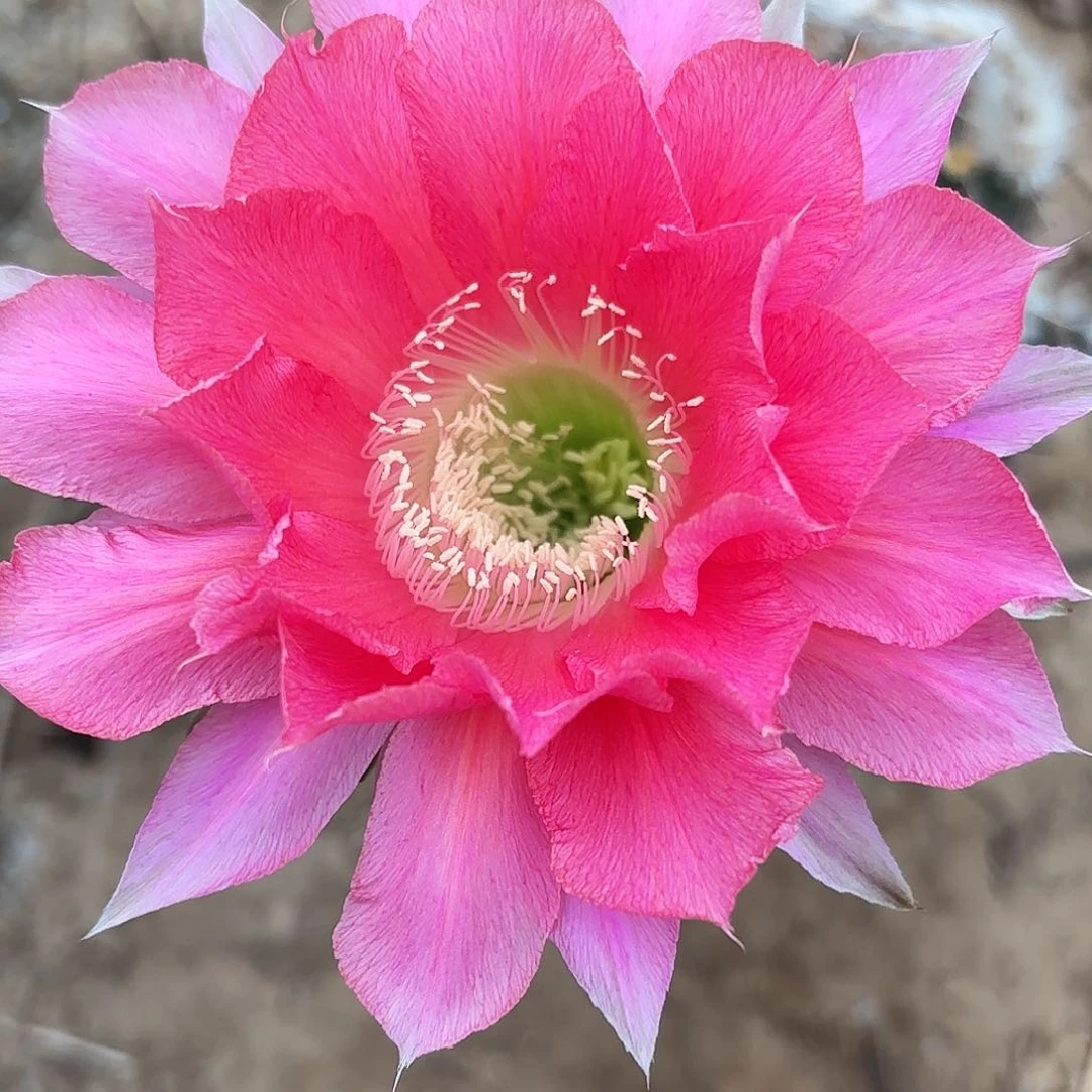 70 实生仙人球带根瑕疵