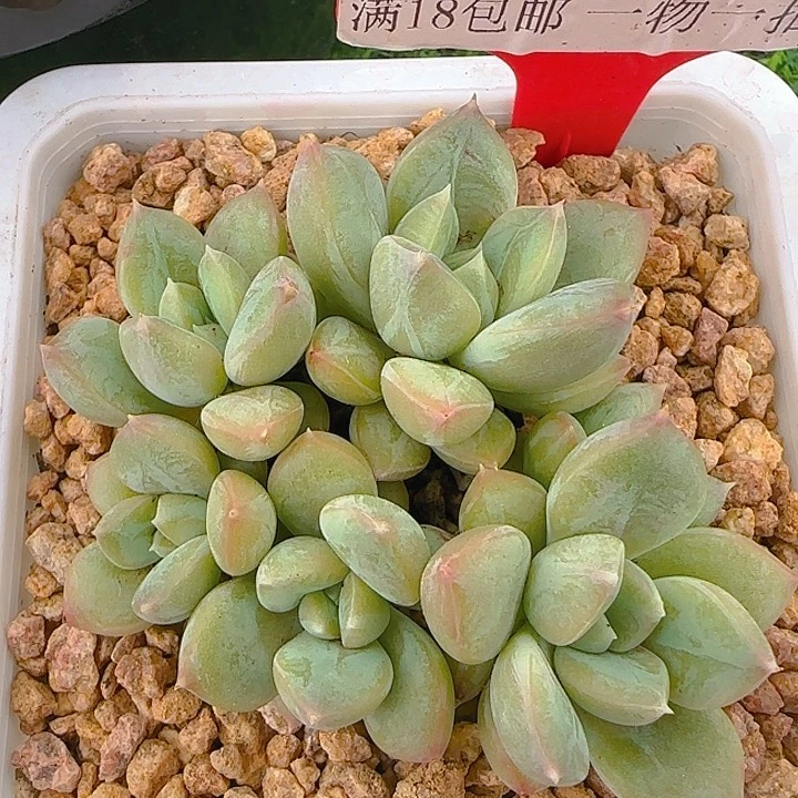 620多肉植物一物一拍青柠