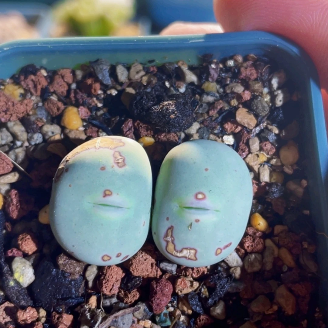 双头玻尿酸红嘴嘟嘟嘴植物一物一拍