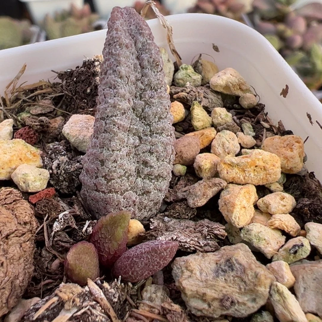 粉玫瑰大苗多肉植物水泡