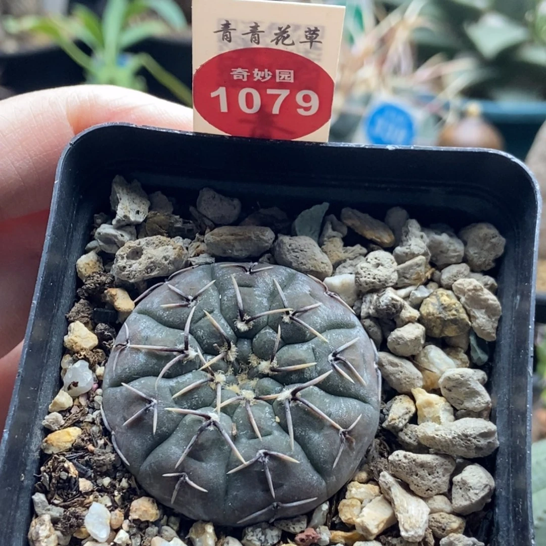 实生怪龙丸一颗，6680