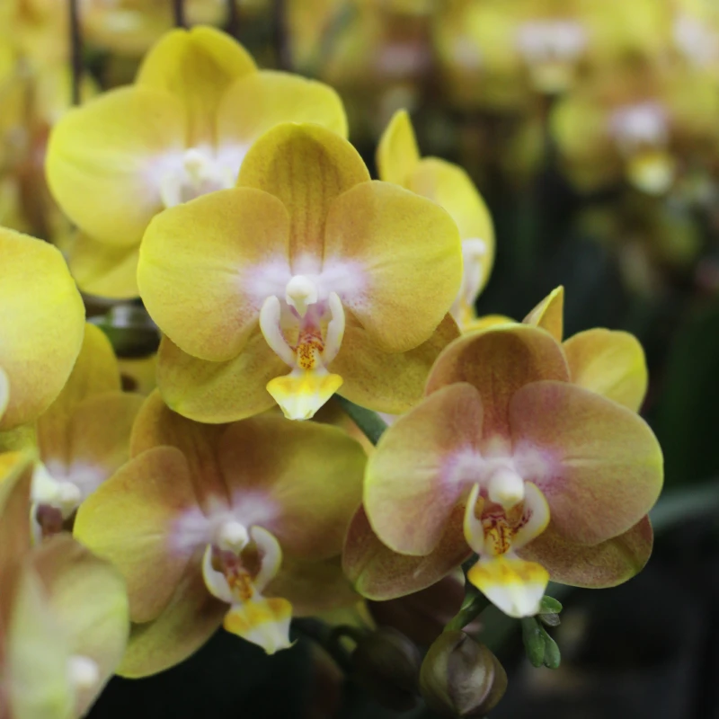 十月里【拉斯维加斯】全花发货