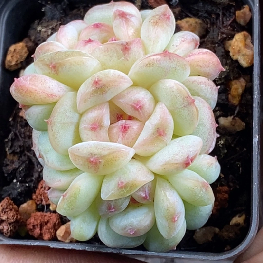 天官赐福百无禁忌