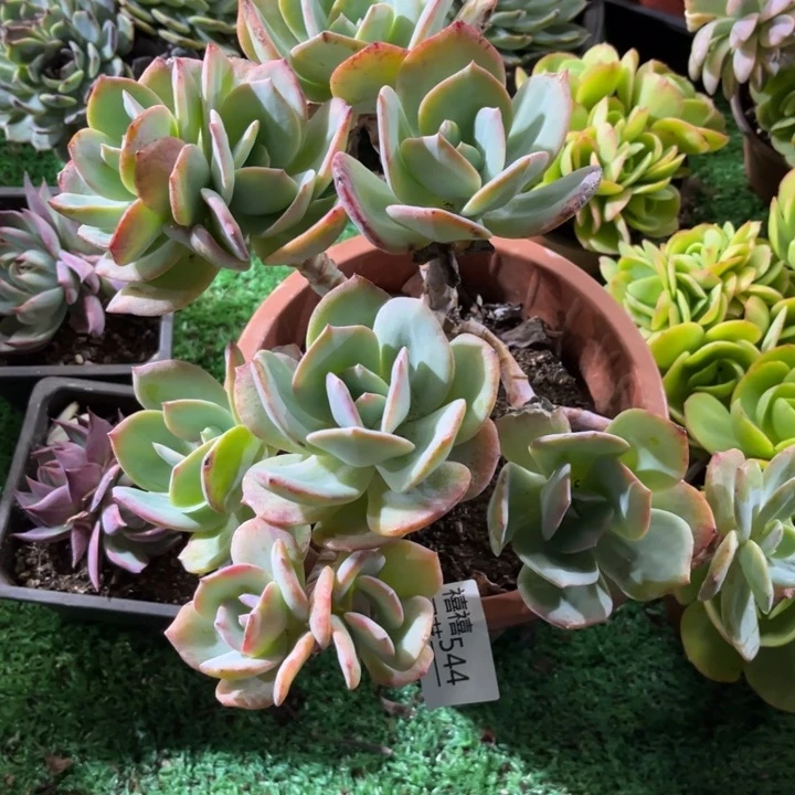 存*姐544凤群多肉植物瑕疵不售后