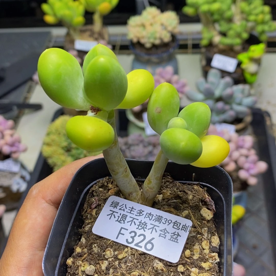 326金蟾芒果奶多肉5c m