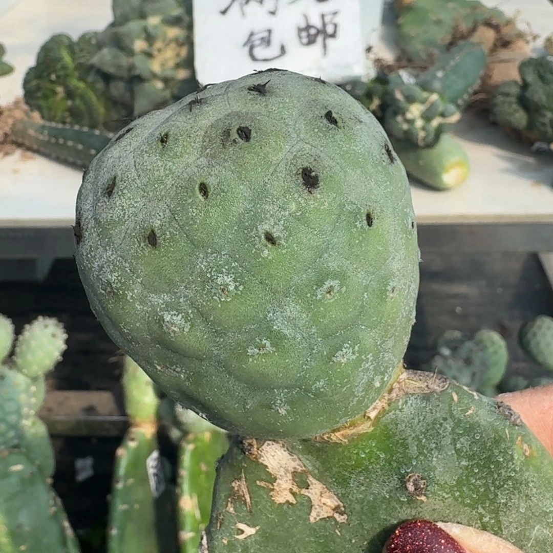 【闪购商品】无花朵王*仕绿皮洞洞