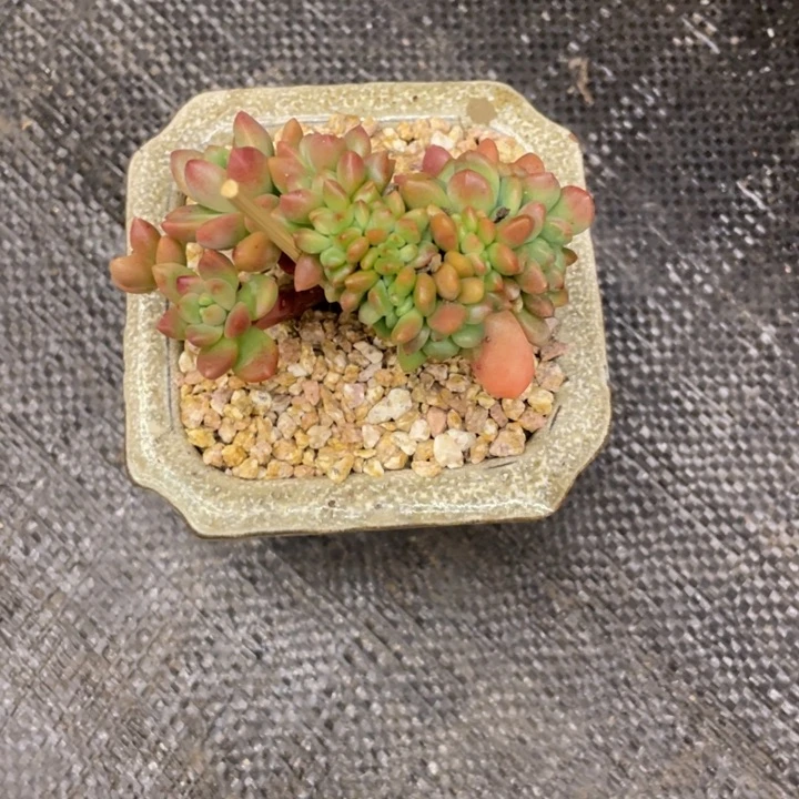 普****o弥鹿之森一物一图