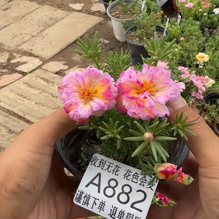 当前无花朵，栽培后可花朵A882超小苗盆口10cm