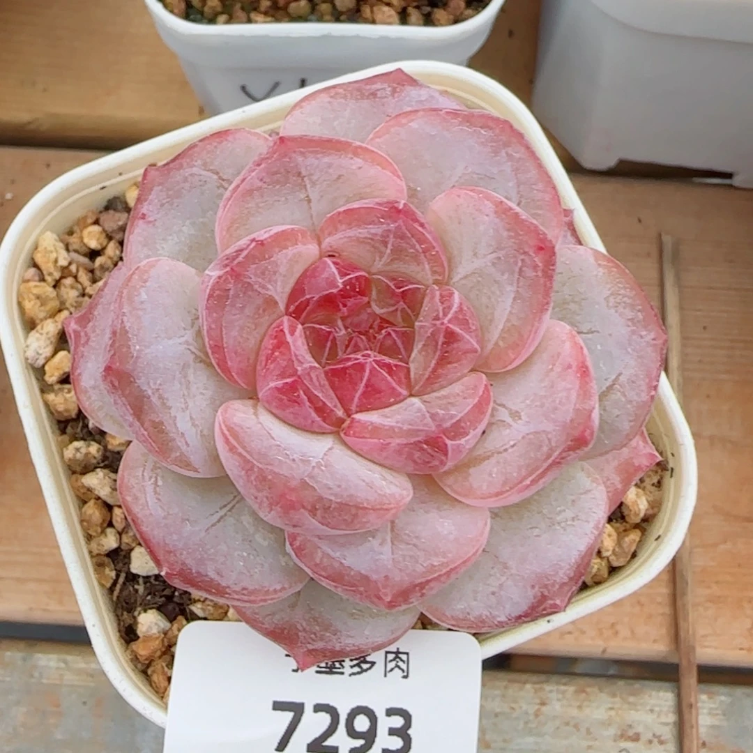 黛玉冰魄，7293多肉植物