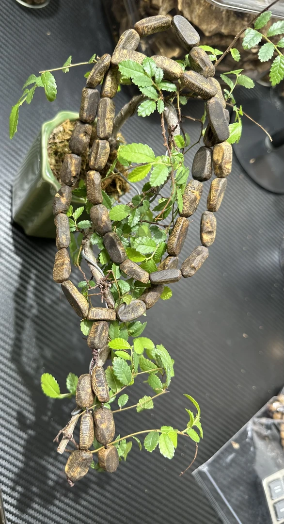 沉香海南老树沉水包头随形手串多圈收藏级