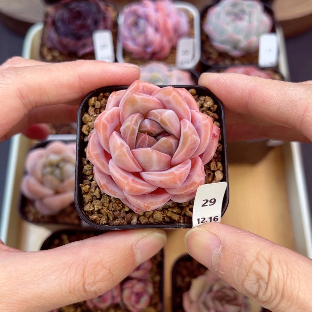 好好看29、哈哈哈哈