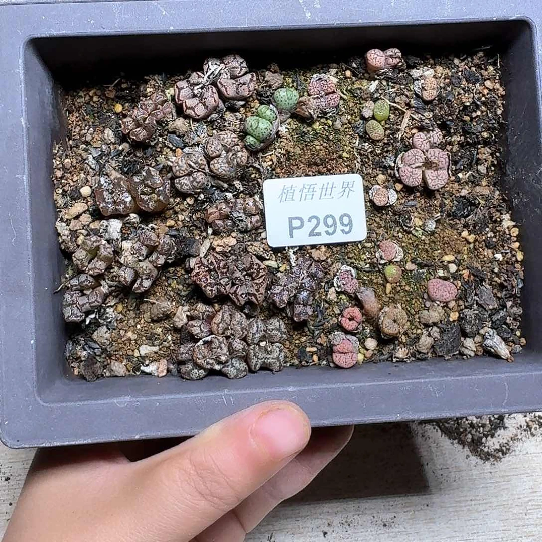 299号多肉植物哇f v