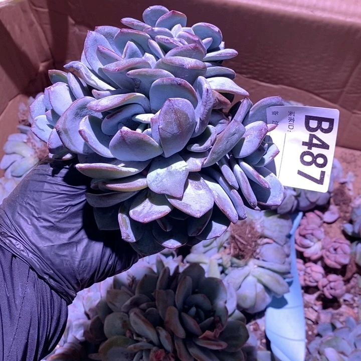 487奶茶有砍呀呀呀呀