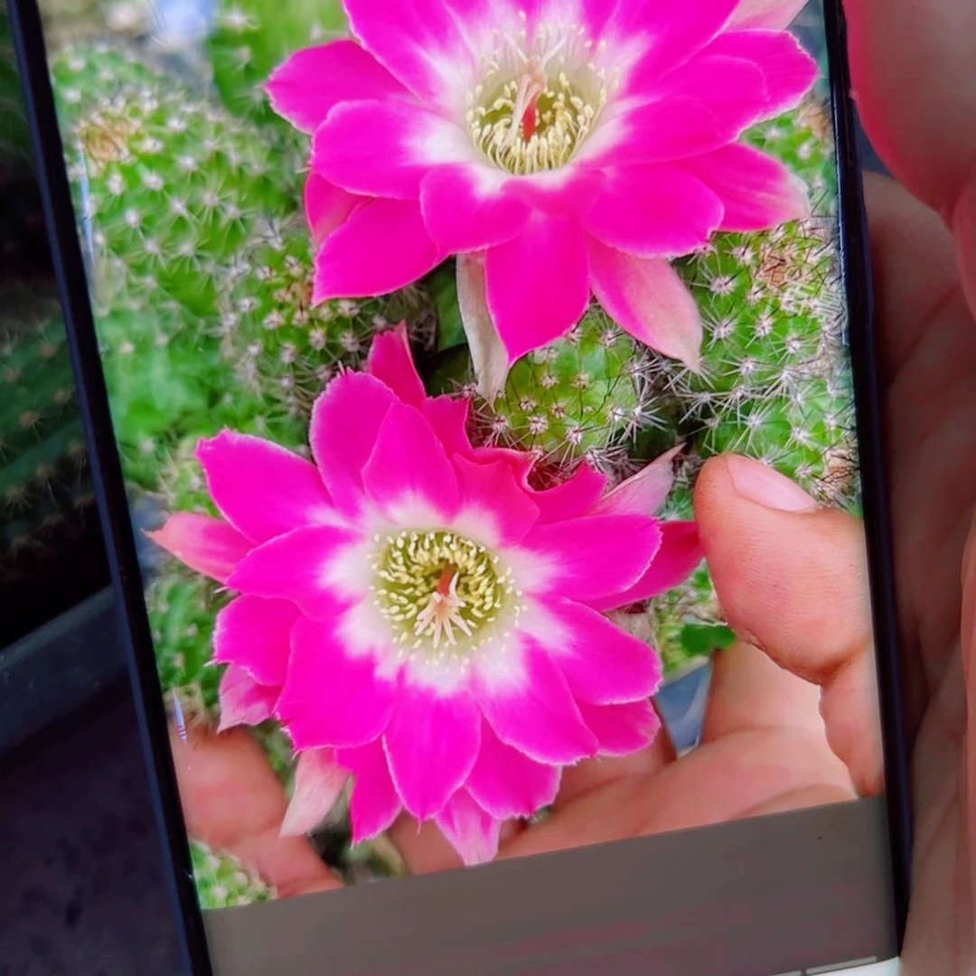 下21白檀景2 歪无根侧芽6公分左右20包邮