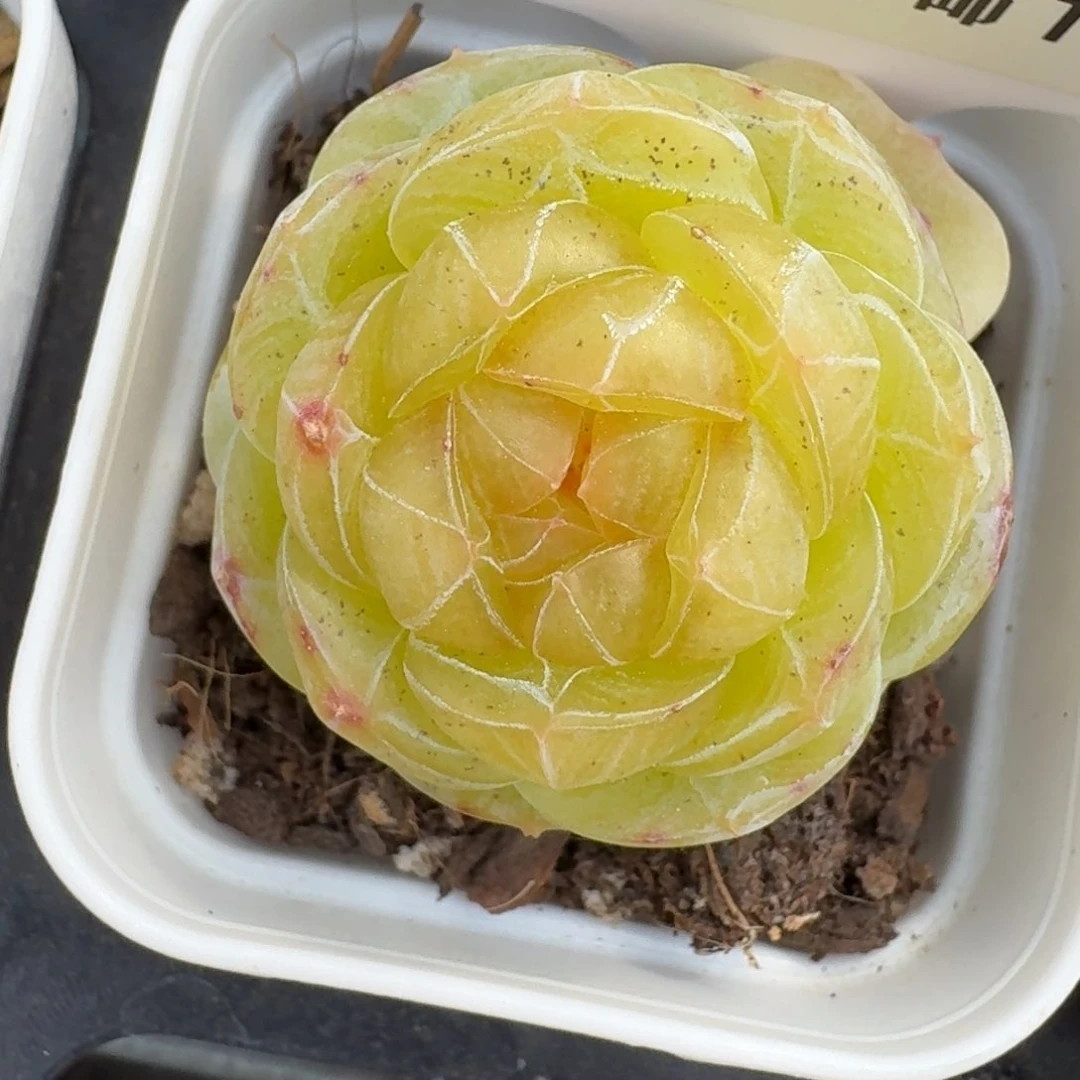 0215-17/素素单头一颗