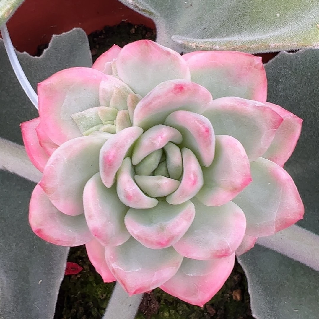 冰月亮嫁接多肉植物