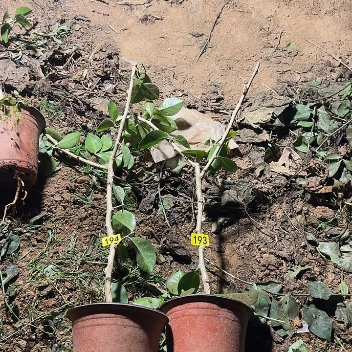 193+194嫁接蟹爪兰：3分枝两颗