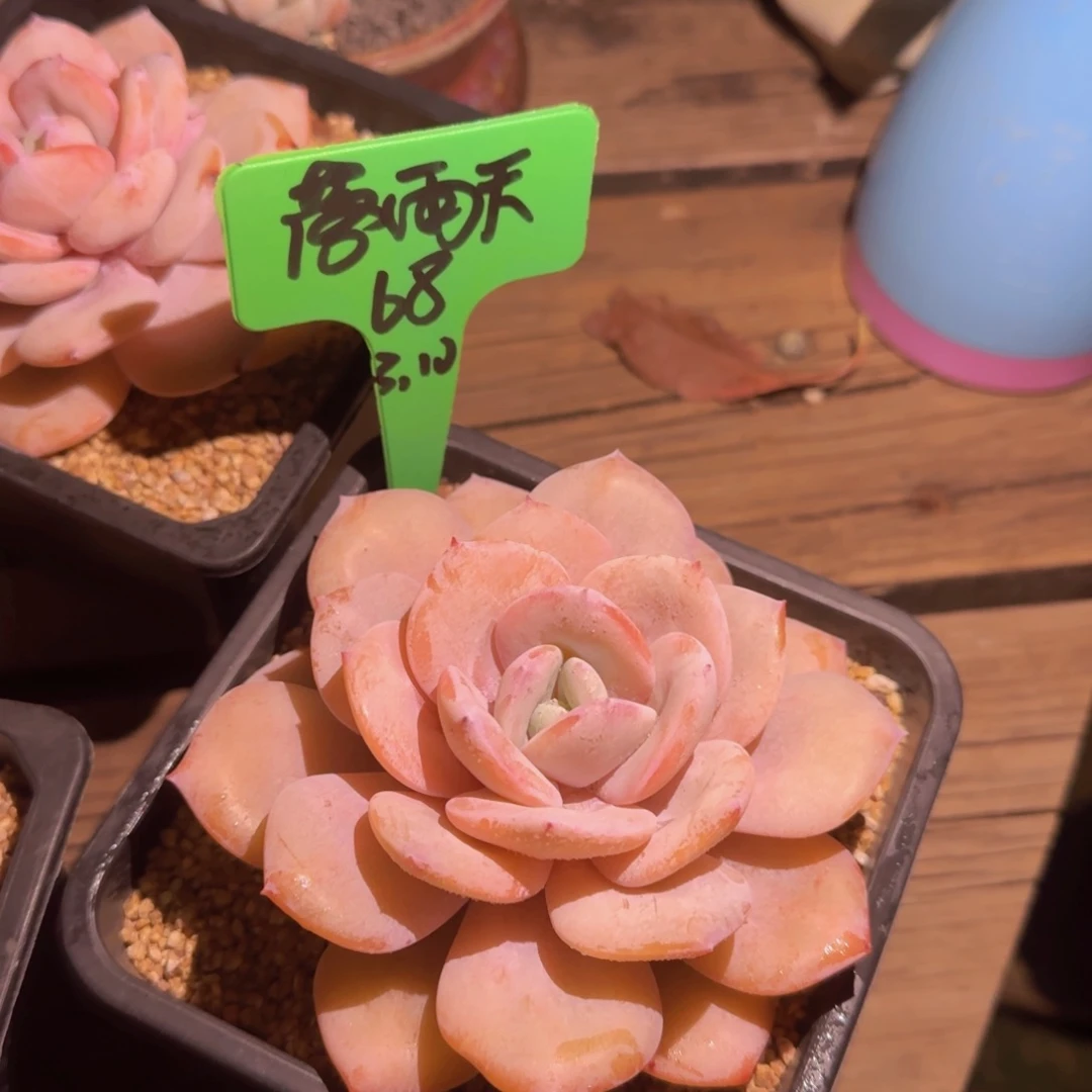 落雨天姐姐多肉植物