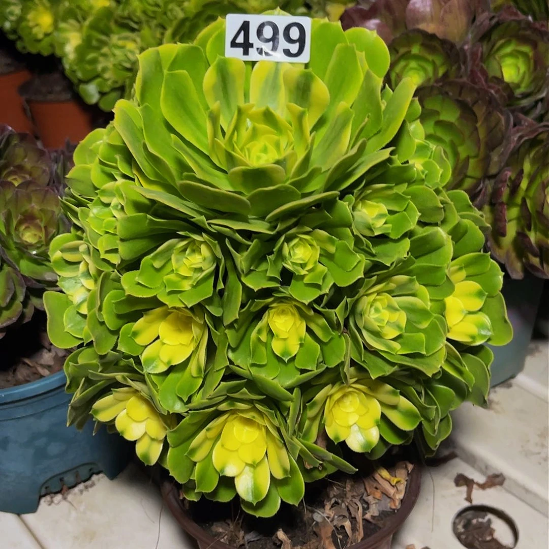 法师法师3-33包邮法师