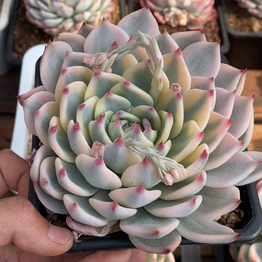 飘****吉娃娃锦多肉植物