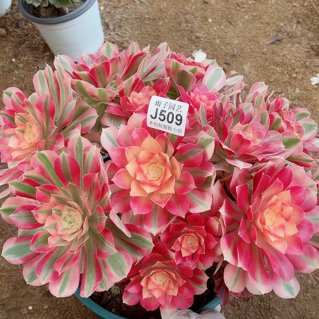 509尺寸40左右特价大女巫