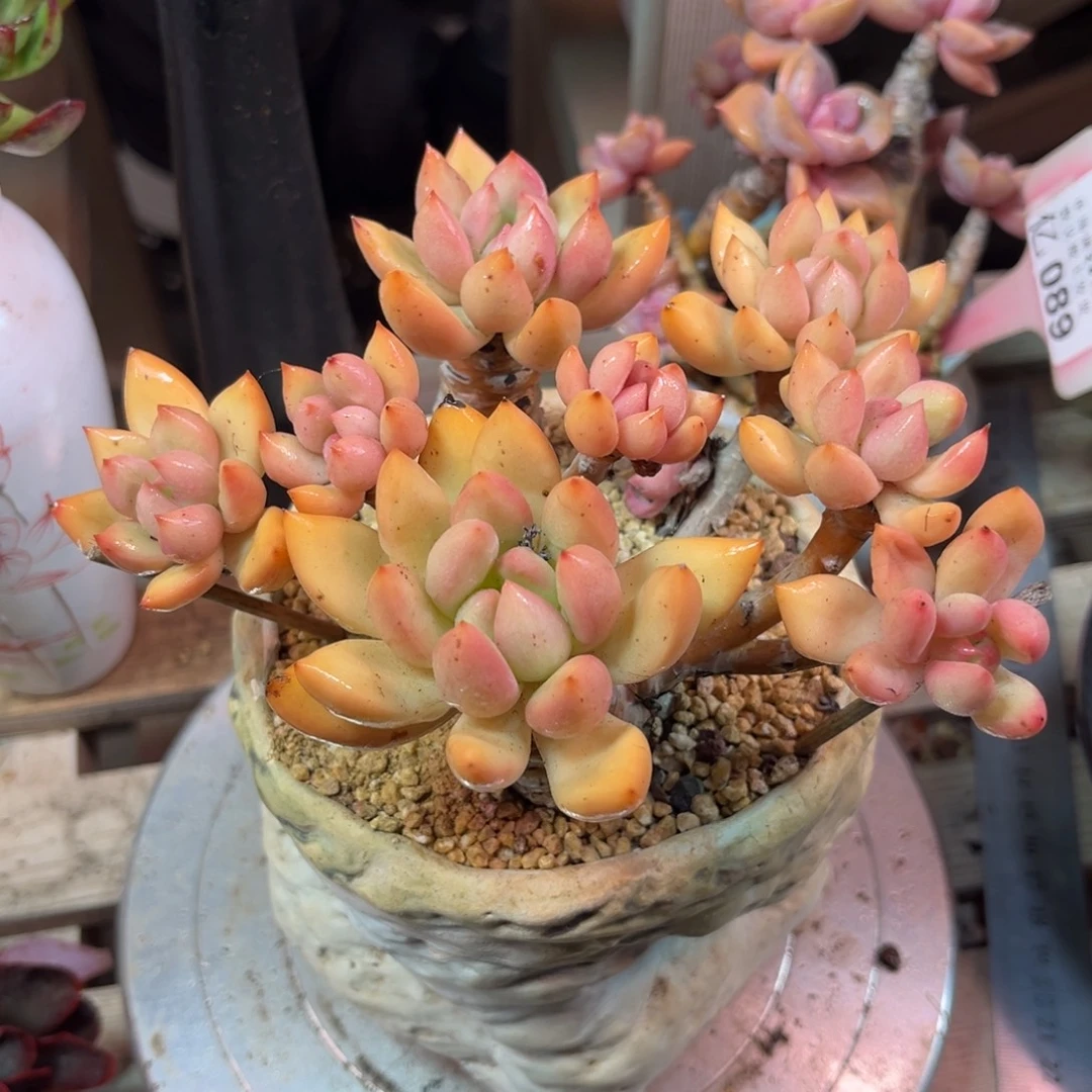 桃花仙子多肉植物rucibun