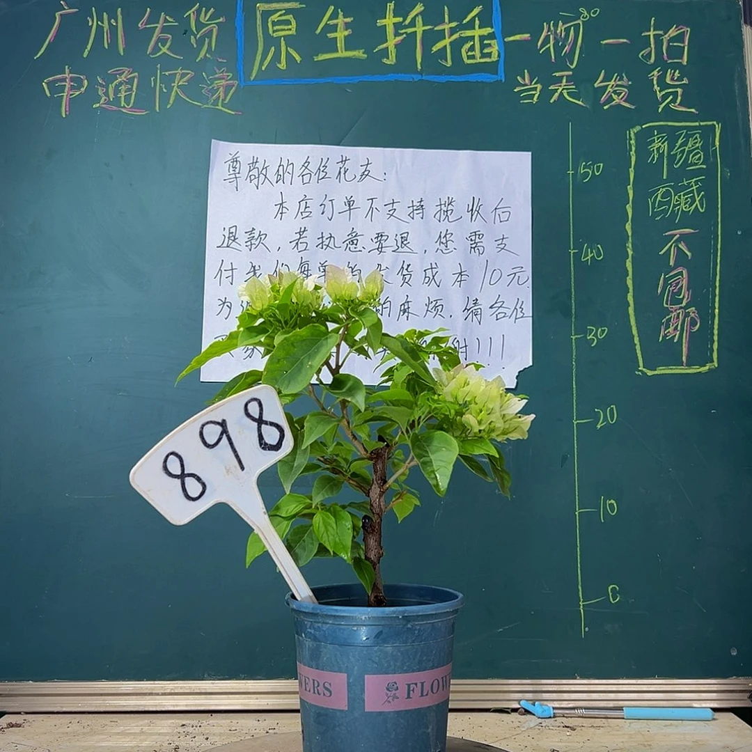 当前无花栽培后可以开花  福利 白狐狸  898