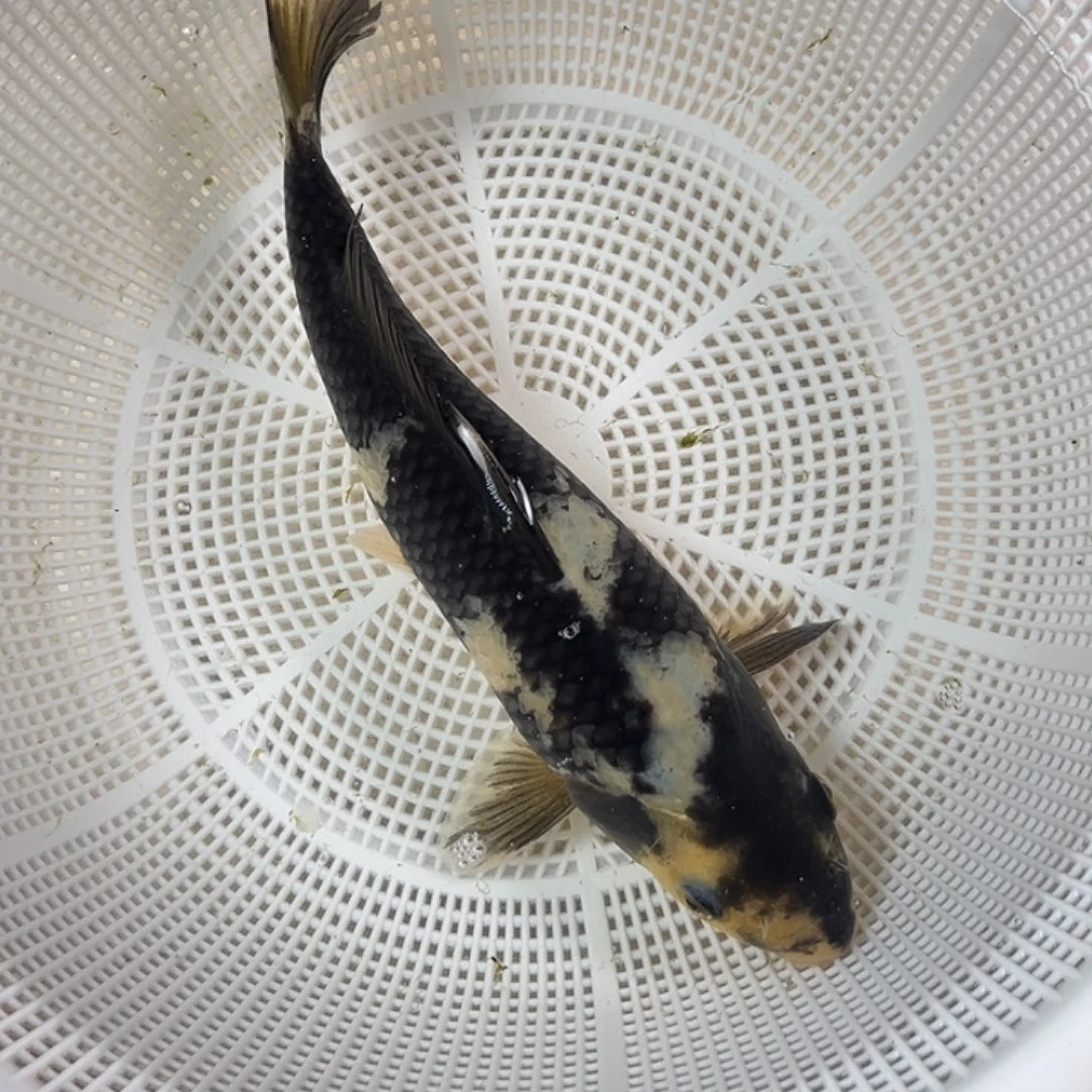 锦鲤血统锦鲤养殖