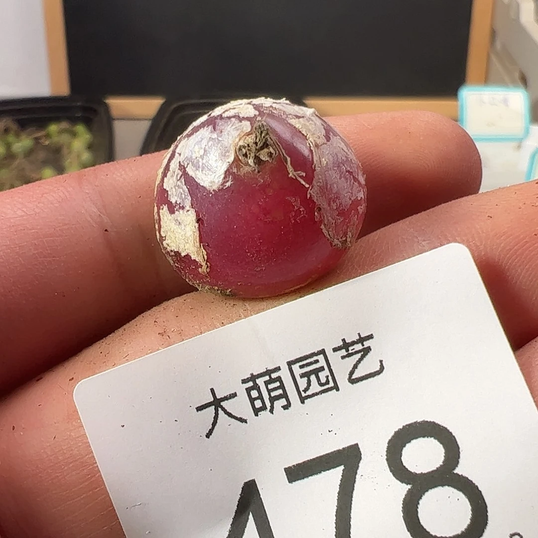 0000478 一物一拍……