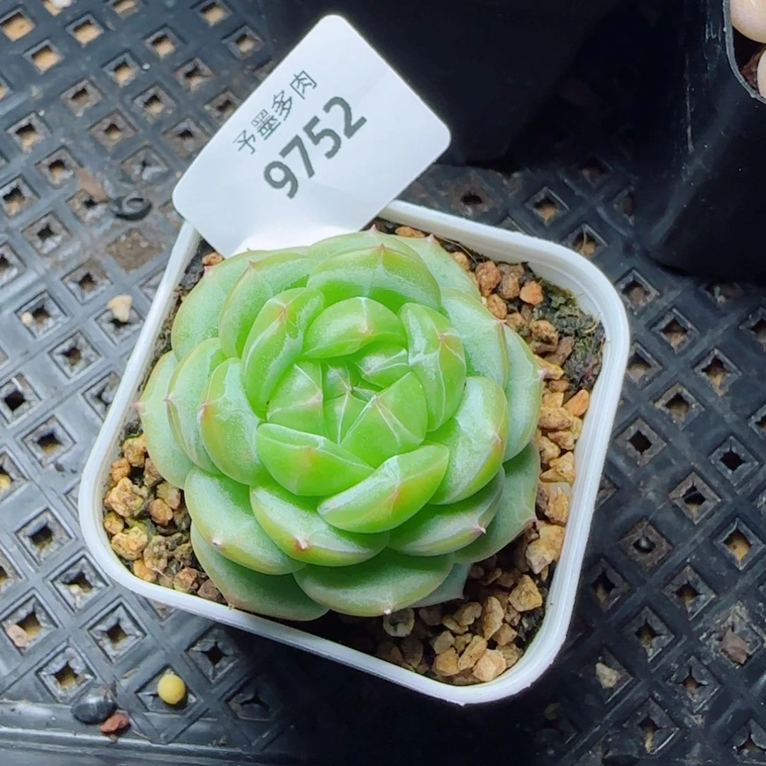 财富密码，9752多肉植物