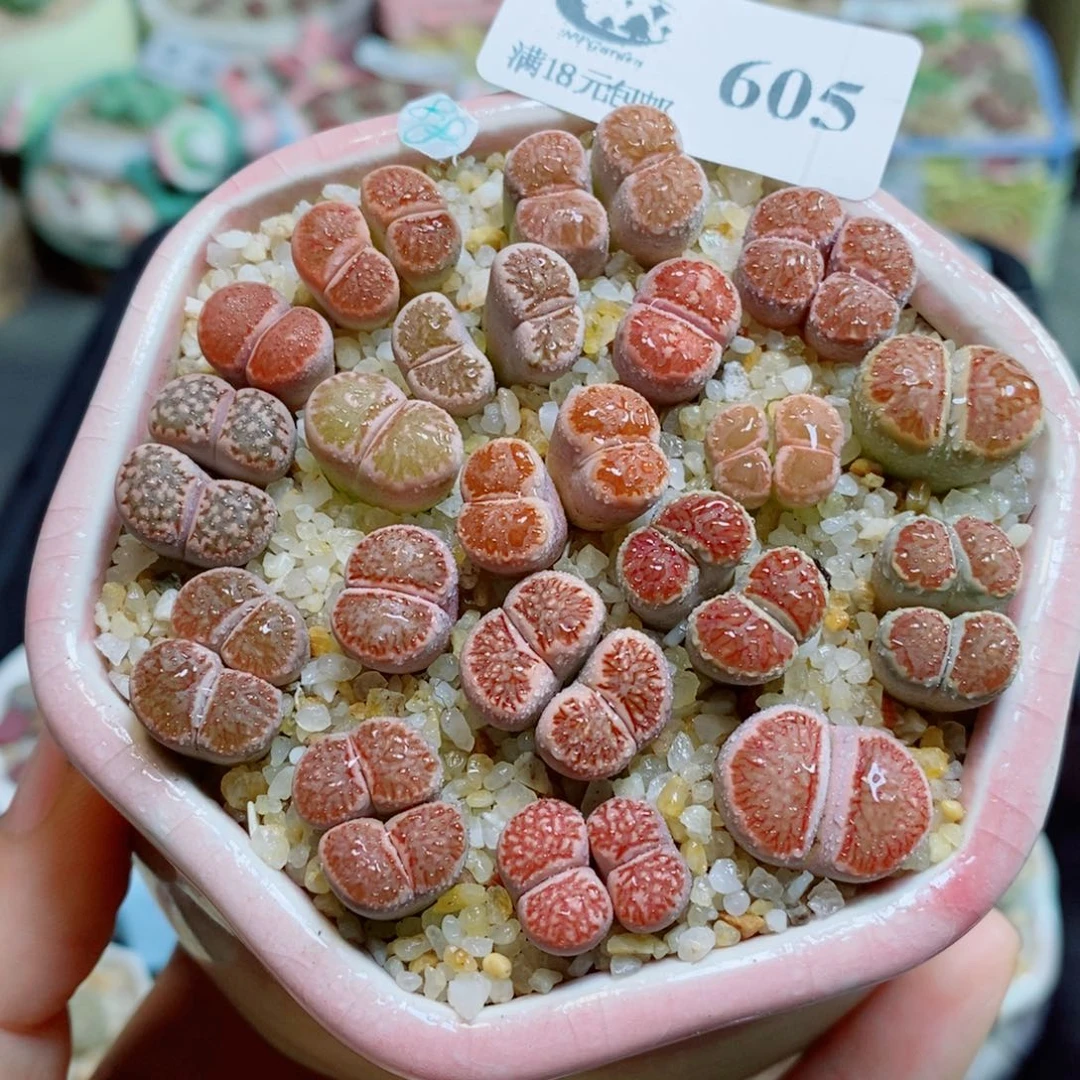 生石花花花哈哈哈哈哈哈605
