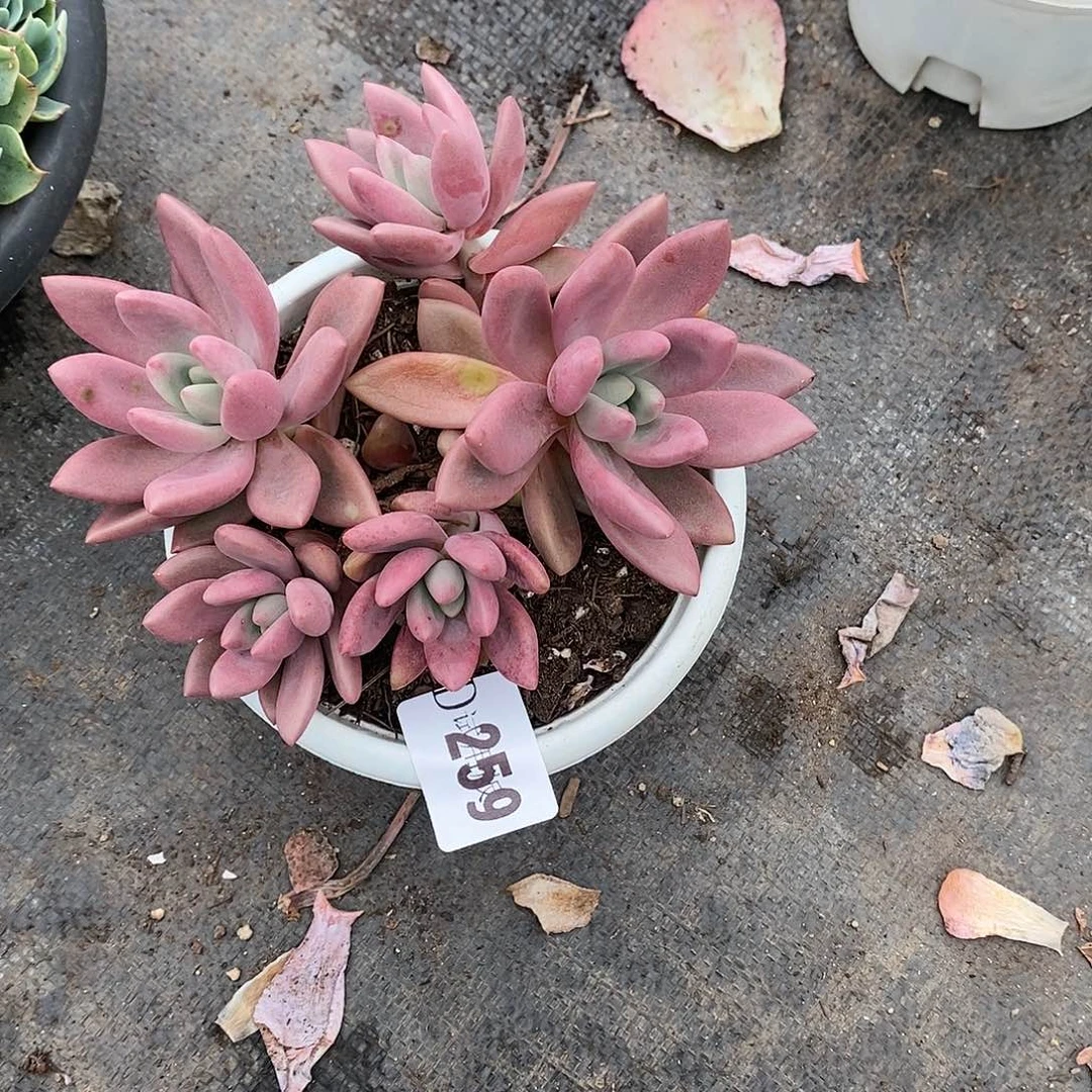 萍**逢259桃花源多肉植物