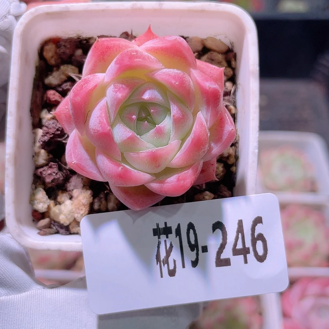花利美19-246美瞳