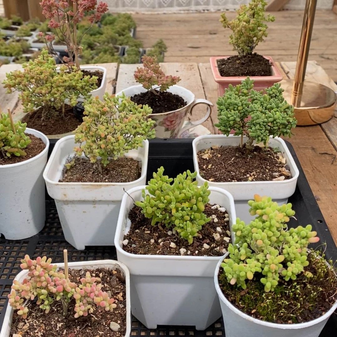 枝干番杏多肉植物955