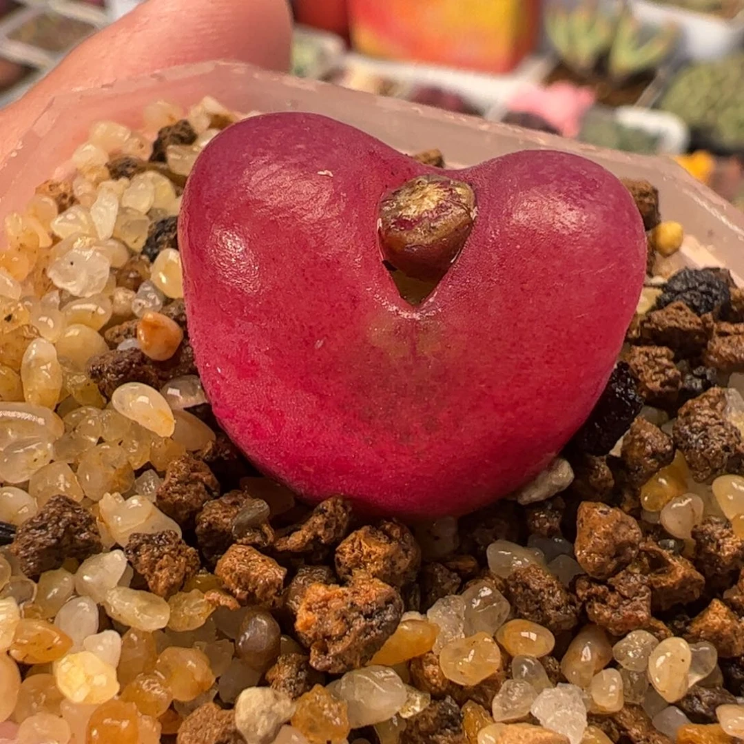 031多肉植物百科