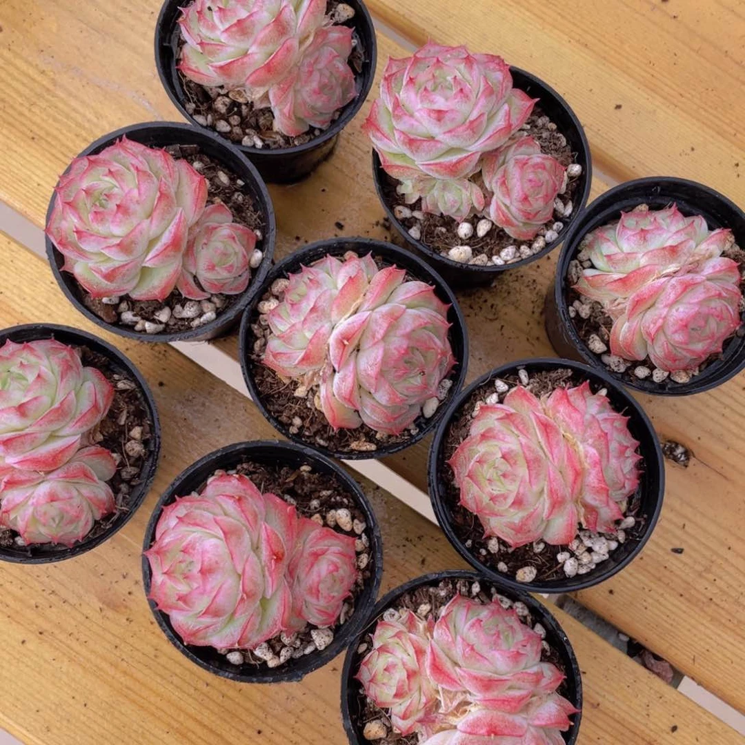 1420号 潘多拉女王双头一个