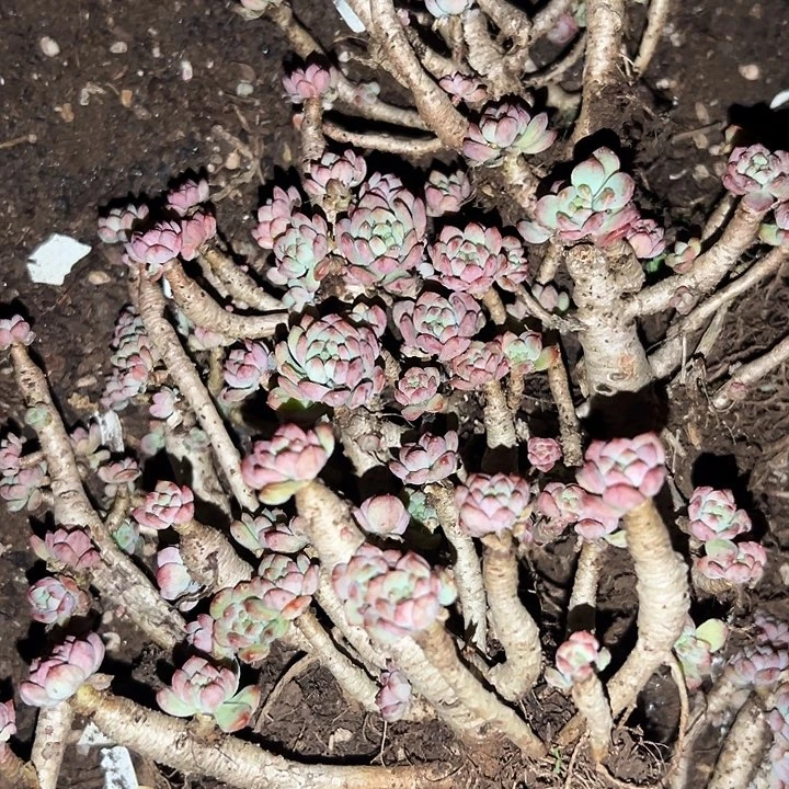 丸叶蓝苹果3盆。