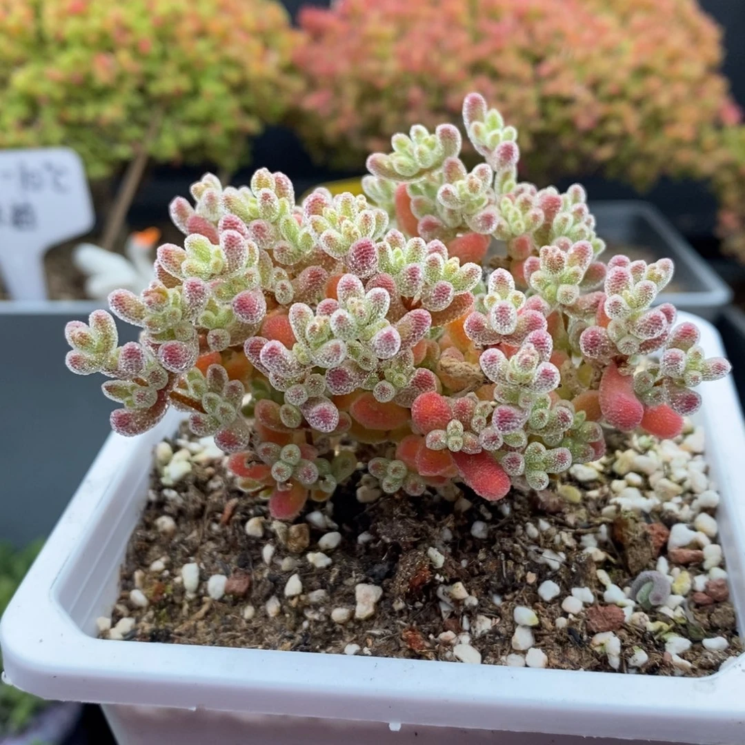 无花朵5号优选冰晶枝干